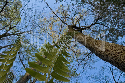 Ferns, Bugs-Eye View, Spring