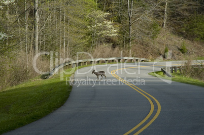 Deer in Road, East Tennessee