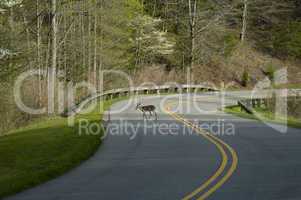 Deer in Road, East Tennessee