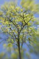 Spring Abstract, Tree