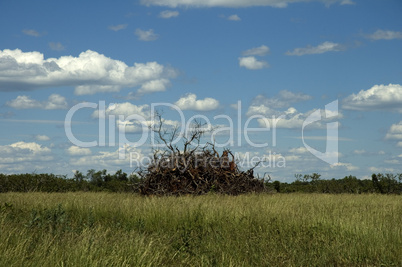 Pile of Brush