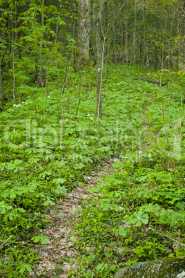 Spring Wildflowers, Great Smoky Mtn