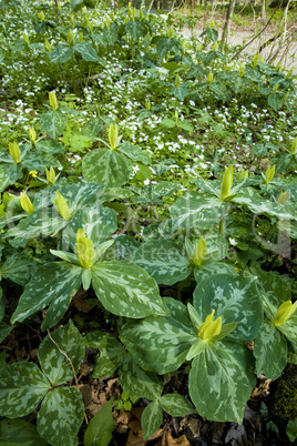 Yellow Trillium, Great Smoky Mtns