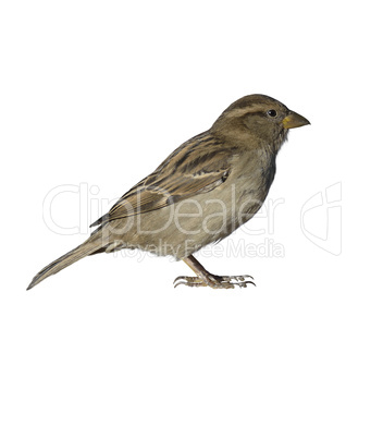 Sparrow