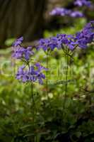 Spring Wildflowers, Great Smoky Mtn