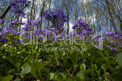 Spring Wildflowers, Great Smoky Mtn