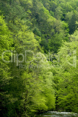 Little River, Spring, Smokies