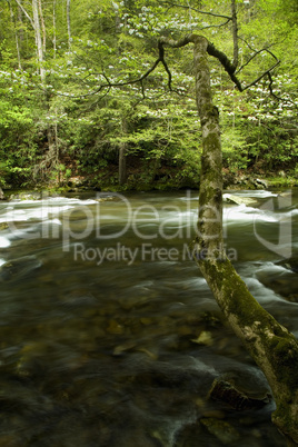 Little River, Spring, Smokies