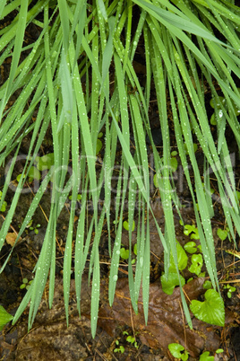 Wet Foliage, Spring Images