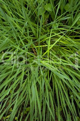 Wet Foliage, Spring Images