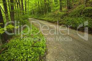 Roaring Fork Motor Nature Trail