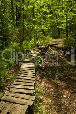 Moore Cove Falls Trail, Pisgah NF