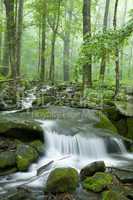 Stream, Spring Landscape, Smokies