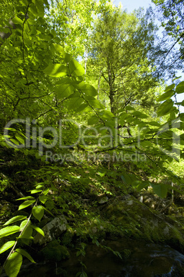 Greenbrier Area, Spring, Smokies