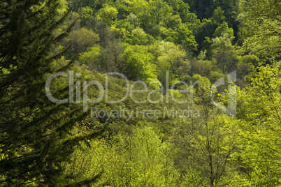 Spring Foliage, Great Smokies NP