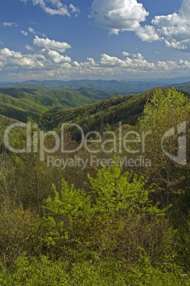 Spring, Newfound Gap Rd, Smokies