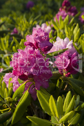 Rhododendron at Round Bald