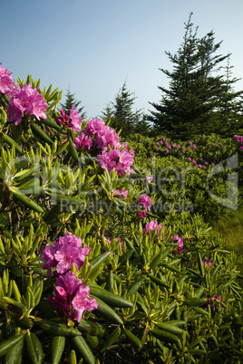 Rhododendron at Round Bald