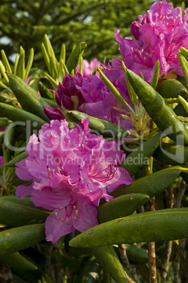 Rhododendron at Round Bald