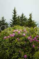 Rhododendron at Round Bald