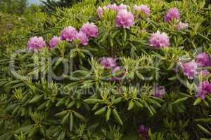 Rhododendron at Round Bald