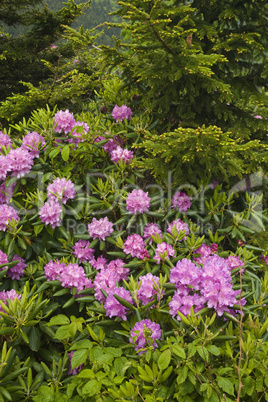 Rhododendron at Round Bald