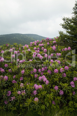 Rhododendron at Round Bald