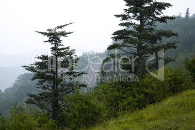 Trees, Blue Ridge Parkway