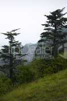 Trees, Blue Ridge Parkway