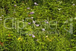 Wildflowers, Blue Ridge Pkwy