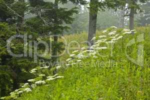 Wildflowers, Blue Ridge Parkway