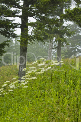 Wildflowers, Blue Ridge Parkway