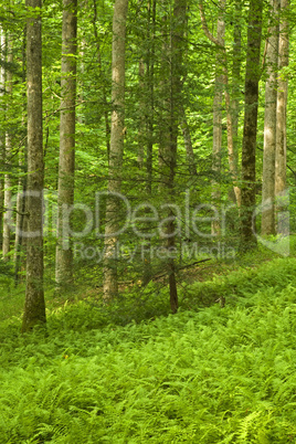 Ferns & Forest, Pink Beds Area