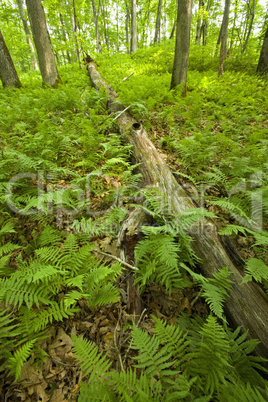 Ferns & Forest, Pink Beds Area