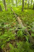 Ferns & Forest, Pink Beds Area