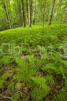 Ferns & Forest, Pink Beds Area