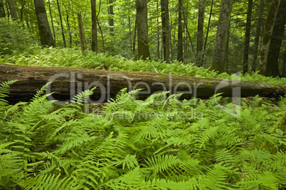 Ferns & Forest, Pink Beds Area