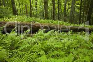 Ferns & Forest, Pink Beds Area