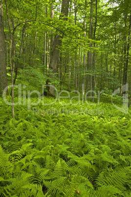 Ferns & Forest, Pink Beds Area