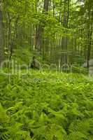 Ferns & Forest, Pink Beds Area