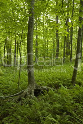 Ferns & Forest, Pink Beds Area