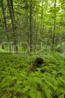 Ferns & Forest, Pink Beds Area