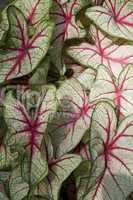 Colorful Plant Leaves