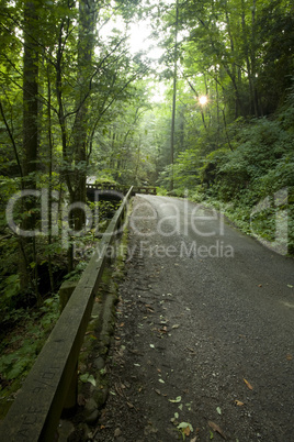 Motor Nature Trail, Smokies