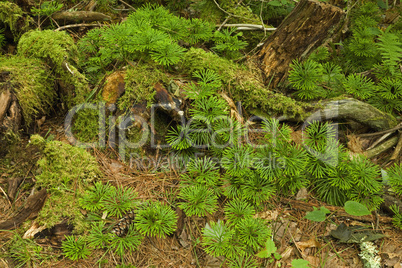 Ground Cedar, Pink Beds Area