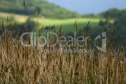 Max Patch, Appalachian Trail