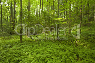 Ferns & Forest, Pink Beds Area