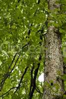 Oak Tree, Spring Foliage