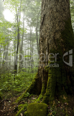 Hemlock Forest, Great Smoky Mtns