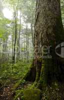Hemlock Forest, Great Smoky Mtns